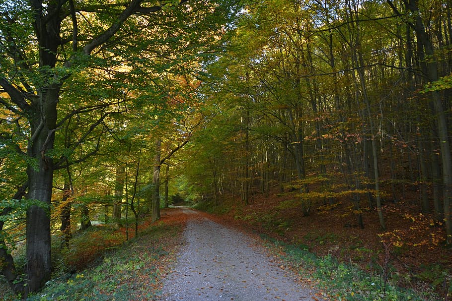 forest, sun, autumn, back light, nature, tree, plant, the way forward HD wallpaper