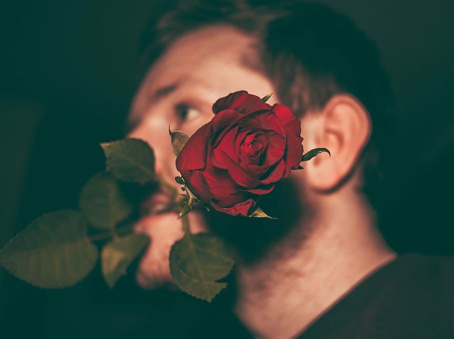 man bitten a red rose, flower, petal, bloom, garden, plant HD wallpaper