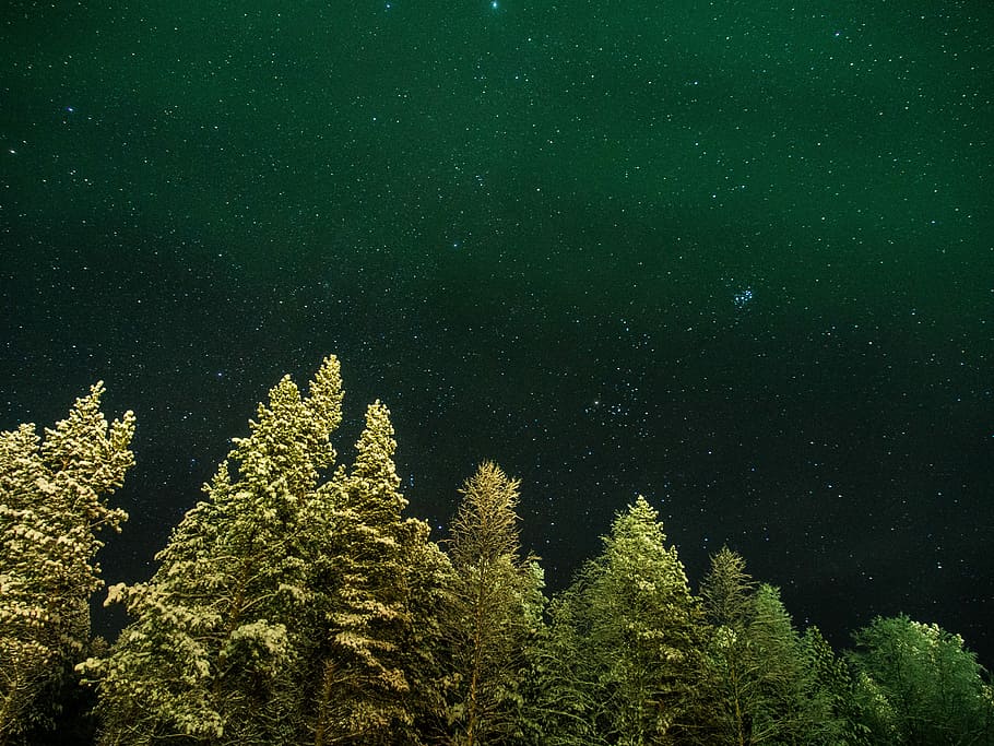 worms eye view of pine trees under starry night, forest, nature