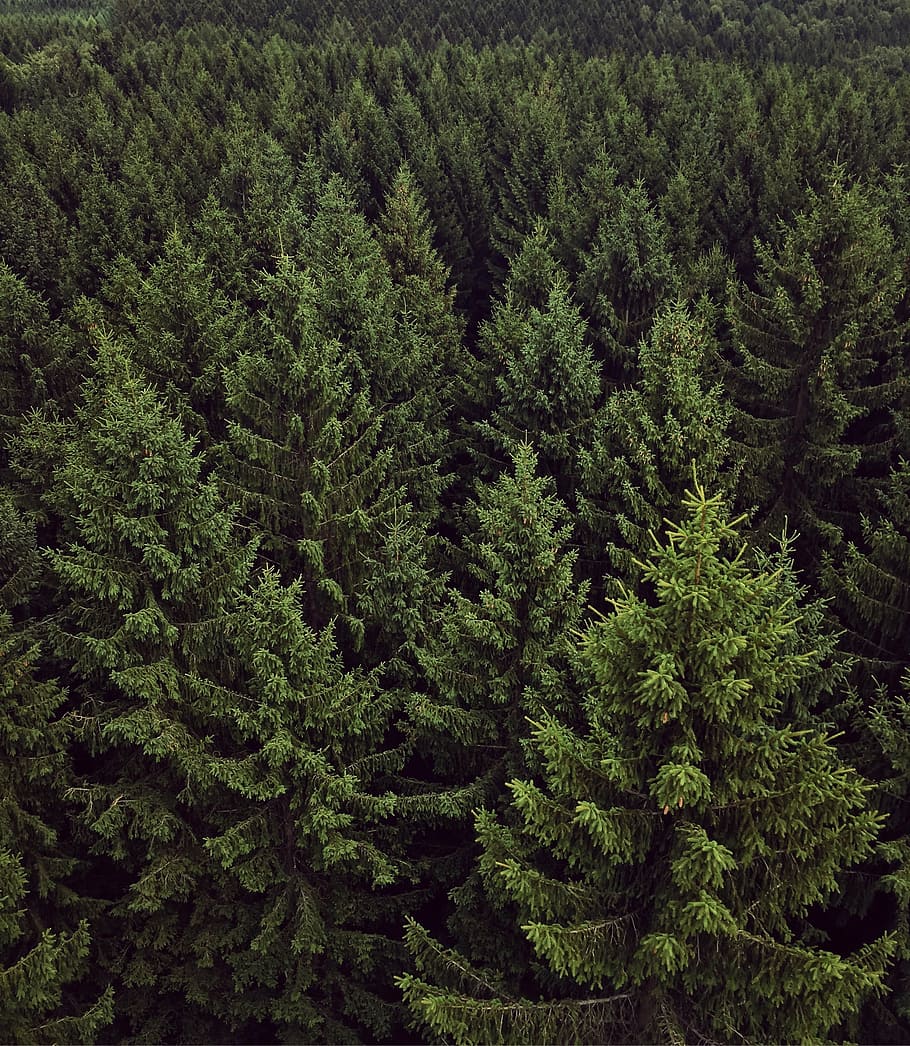 aerial photography of trees, forest, chemnitz, green, view HD wallpaper