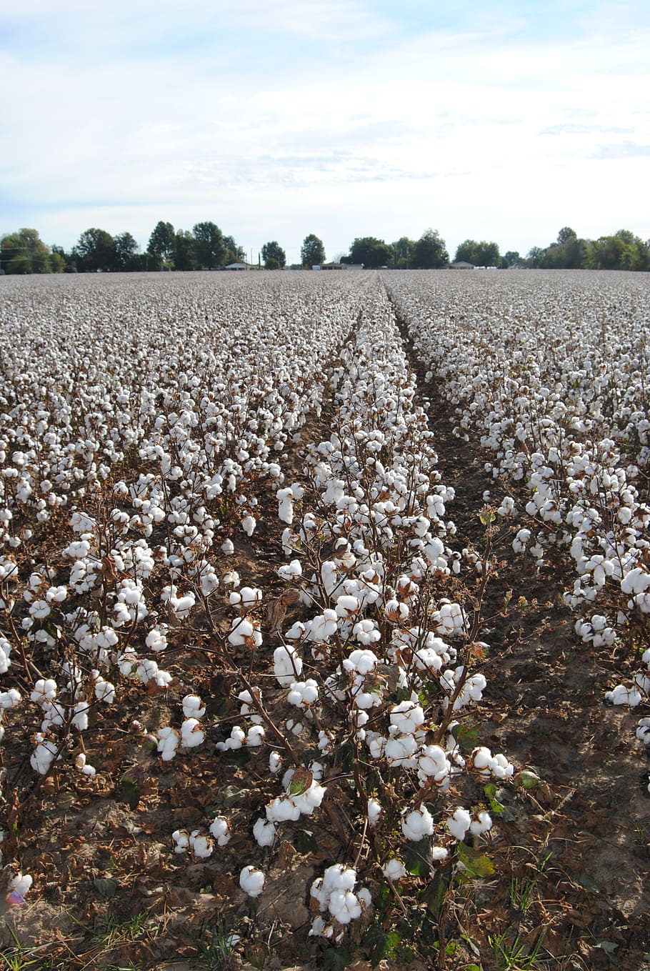 cotton, field, agriculture, harvest, crop, missouri, fall, rural