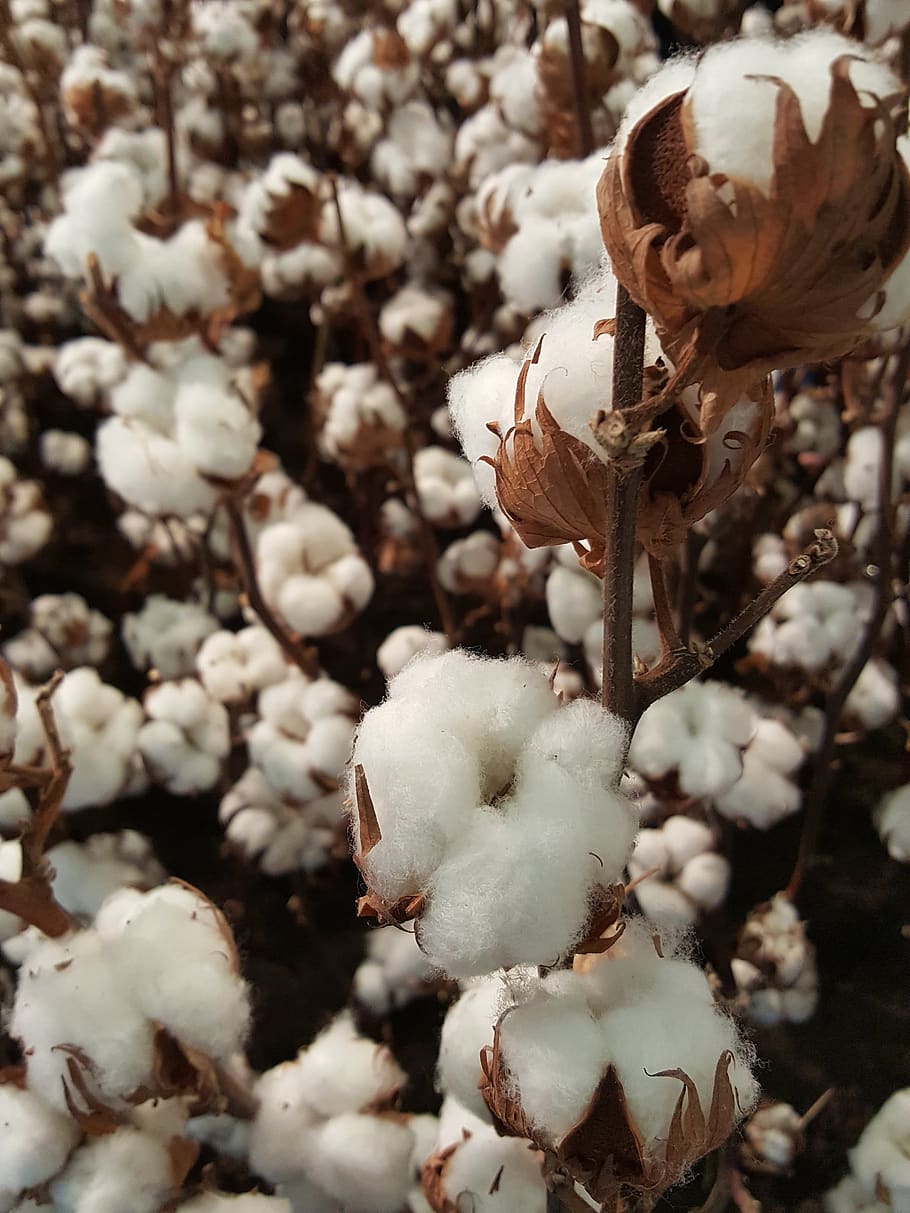 Cotton Plant Images | Free Photos, PNG Stickers, Wallpapers & Backgrounds -  rawpixel