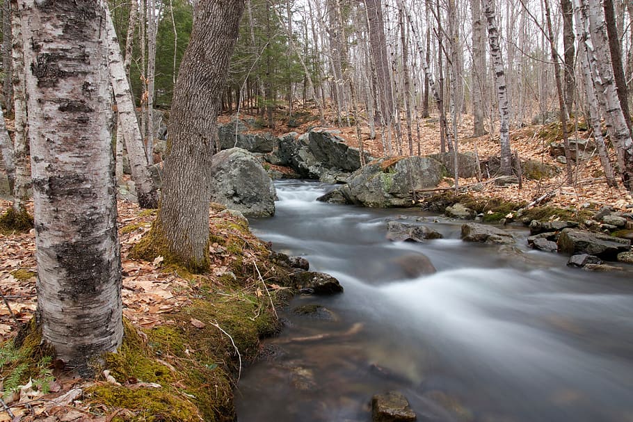 water stream with trees on side during daytime, creek, river HD wallpaper