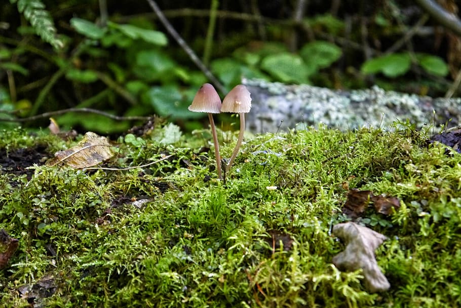 Mushroom, Moss, Stone, Forest, mushroom cap, colors, green HD wallpaper