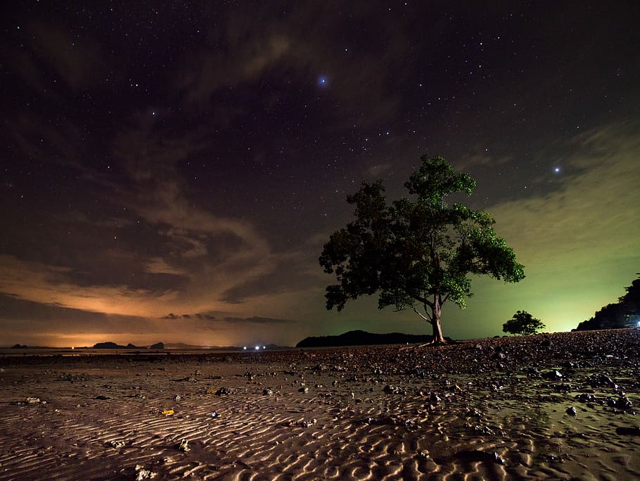green tree during night time, green leafed tree during starry night HD wallpaper