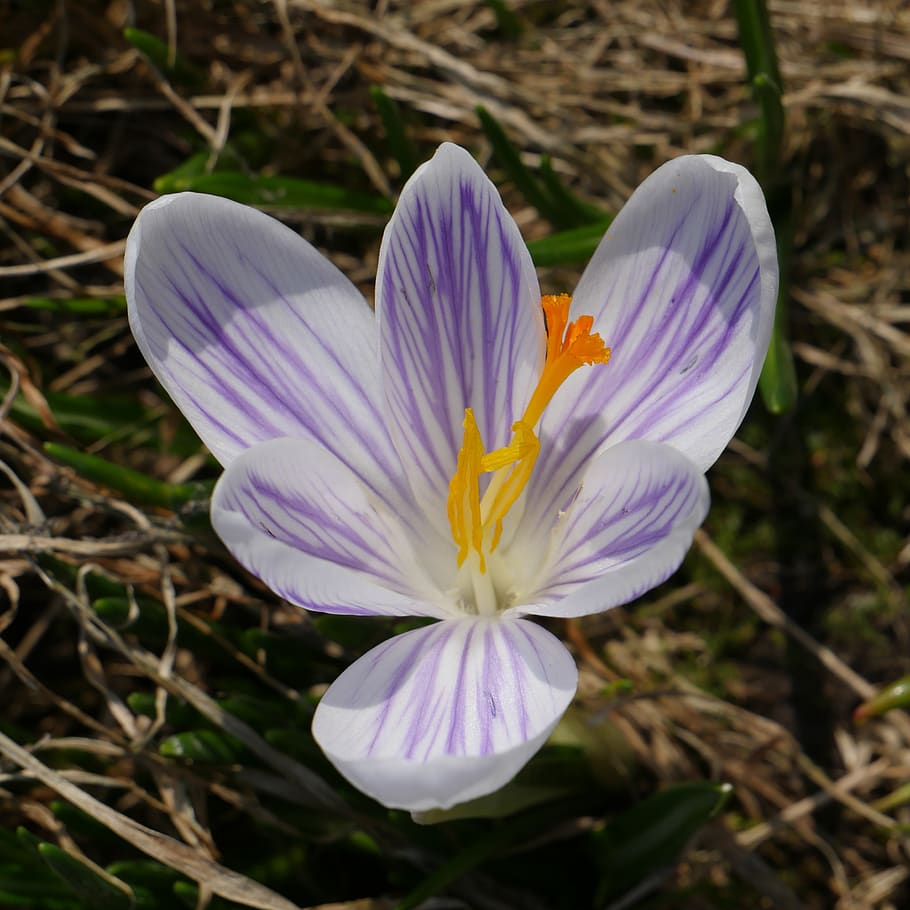 flower, nature, macro, crocus, spring, delicate flower, bloom HD wallpaper