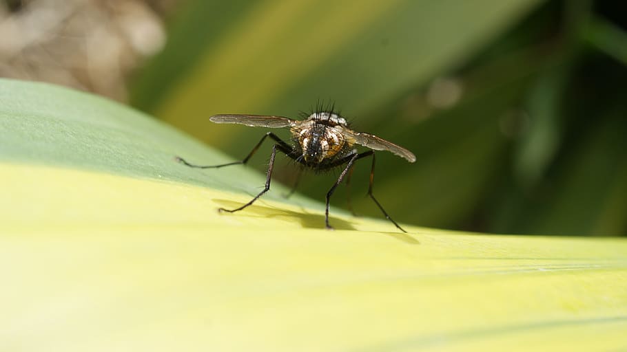 image, insect, fly, wings, colombia, invertebrate, one animal HD wallpaper