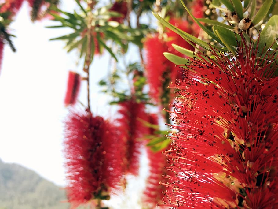 Flower, Spain, red, spring, flowers, red flower, spring flower HD wallpaper