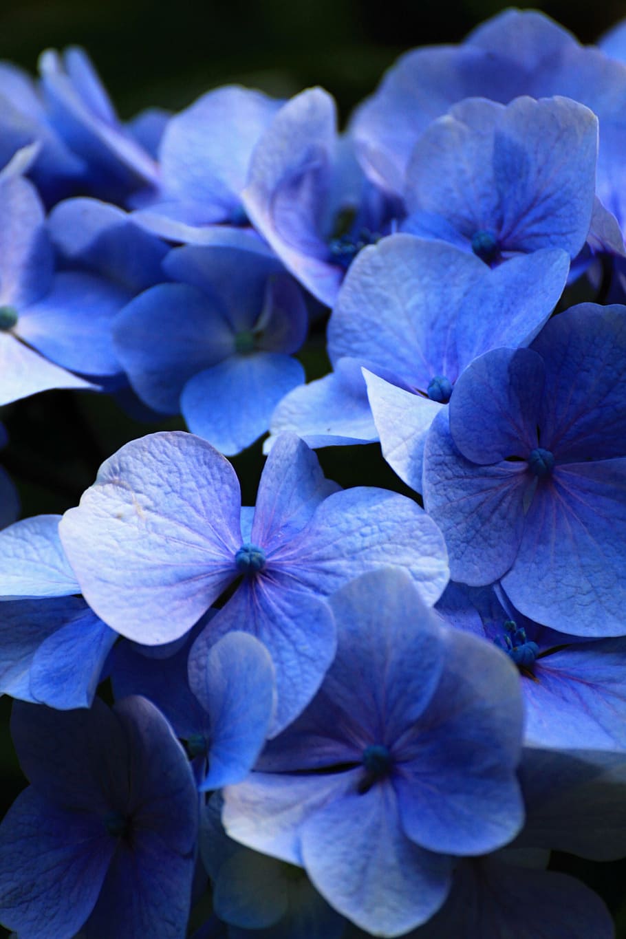 beautiful, blue, flowers, hydrangea, comfort, aroma, flowering plant HD wallpaper