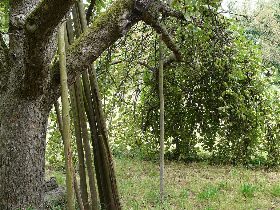 Support, Fruit Tree, Orchard, agriculture, apple tree like column HD wallpaper