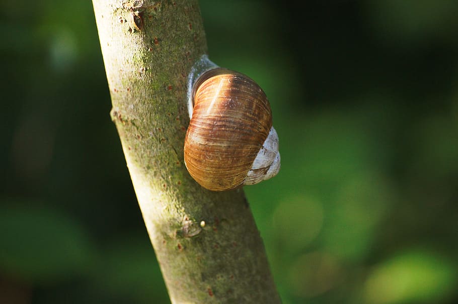 Snail, Animals, Nature, animal shell, gastropod, one animal HD wallpaper