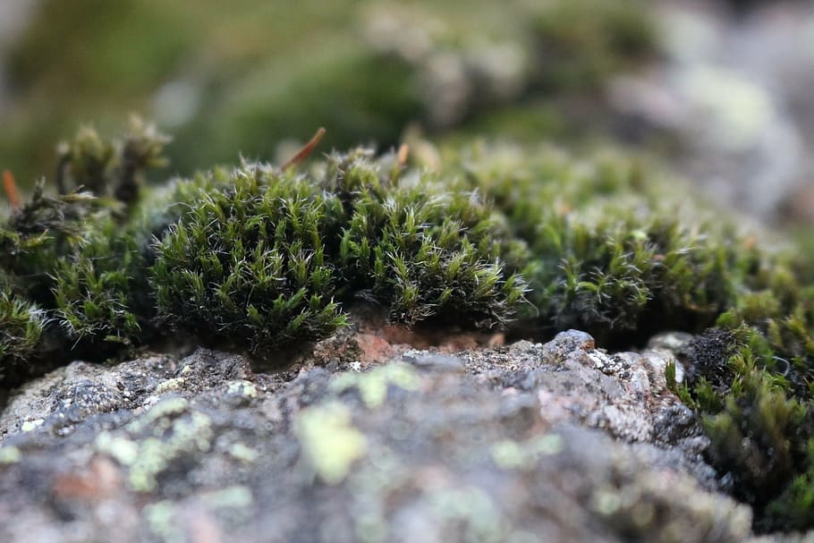 moss, nature, macro, rock, fluffy, selective focus, plant, growth HD wallpaper