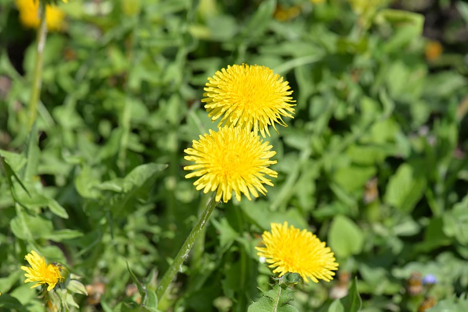 selective focus photography of flowers, dandelion, blossom HD wallpaper