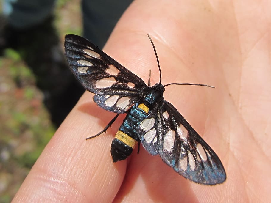 hand, butterfly, close, insect, invertebrate, animal wildlife HD wallpaper