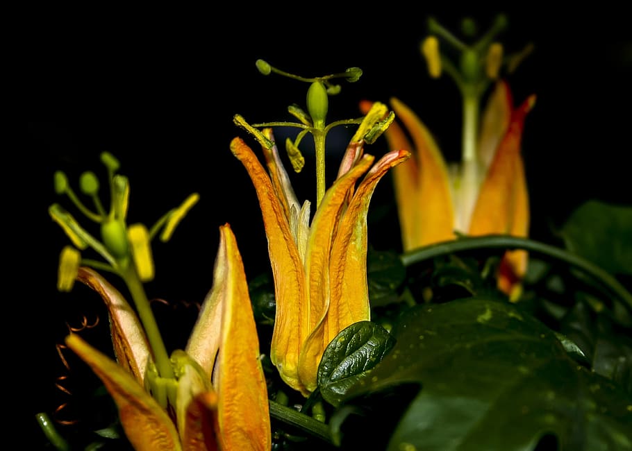 passiflora, blossom, bloom, close, passion flower, nature, plant HD wallpaper