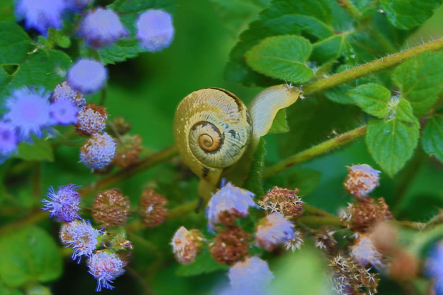 nature, landscape, snail, trees, leaves, green, flower, violet HD wallpaper