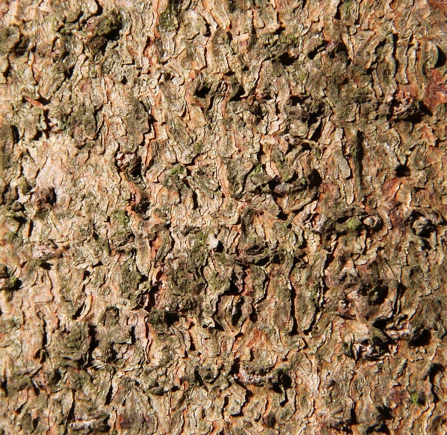 bark, wood, brown, forest, full frame, backgrounds, textured HD wallpaper