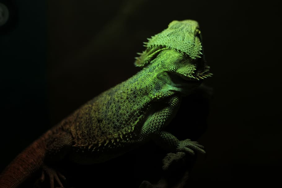 green bearded dragon shallow focus photography, gray bearded dragon, HD wallpaper