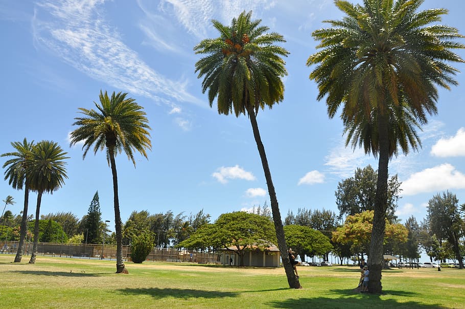 hawaii, diamond head, tree, palm Tree, nature, outdoors, plant HD wallpaper