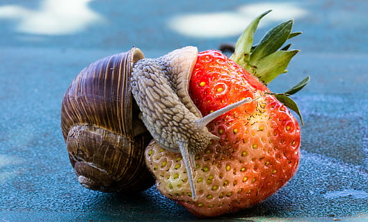 brown snail on strawberry, eat, shell, food, fruit, nature HD wallpaper