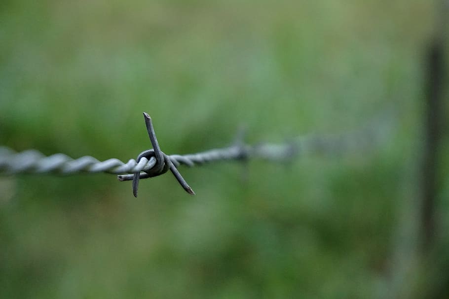 barbwire, fence, border, security, sharp, boundary, barbed wire HD wallpaper