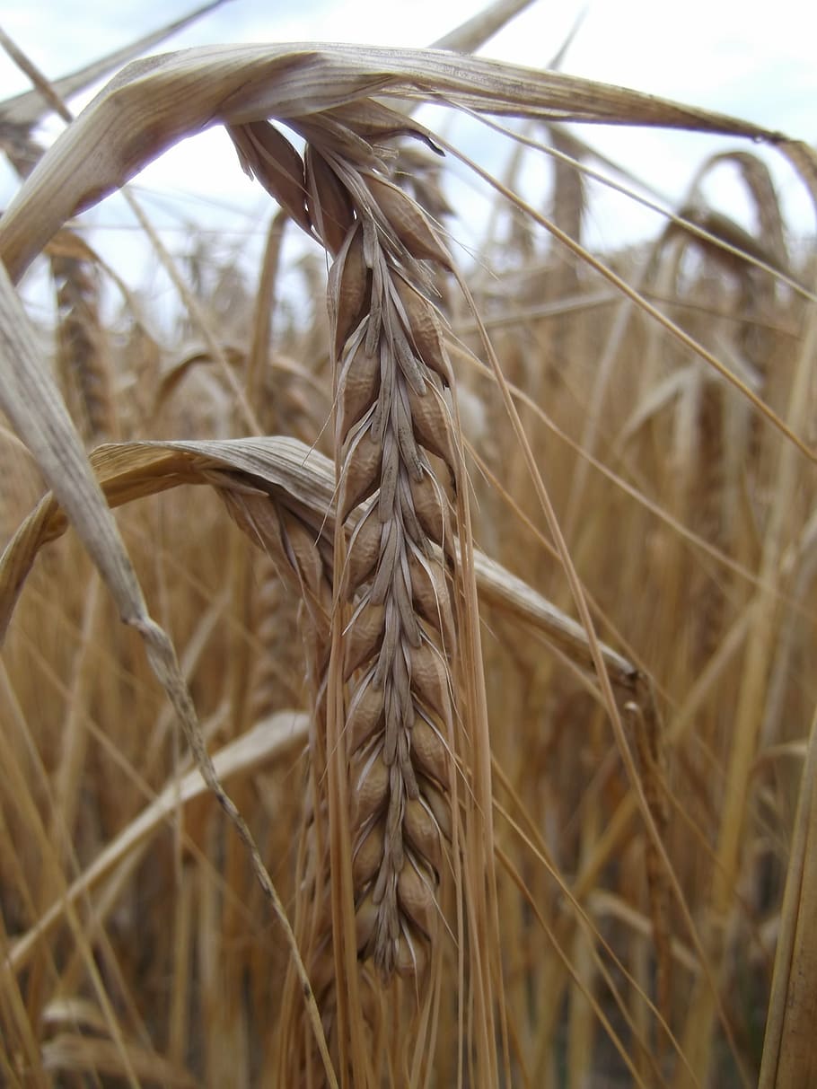 grain, field, cereals, ear, cornfield, plant, nature, field crops HD wallpaper