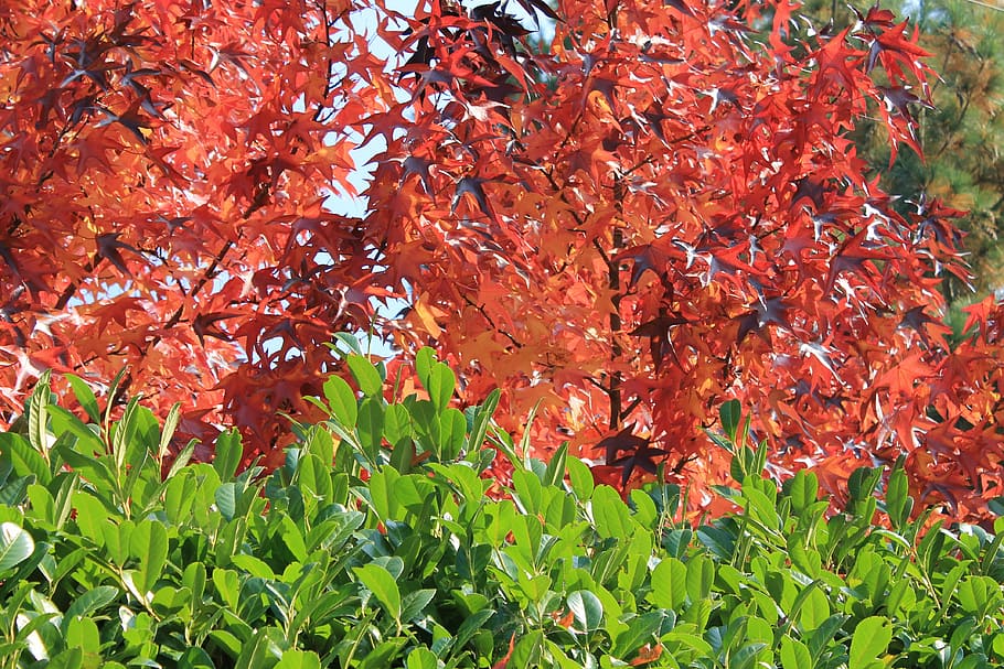 Autumn, Maple, red, leaf, tree, plant, nature, change, plant part HD wallpaper