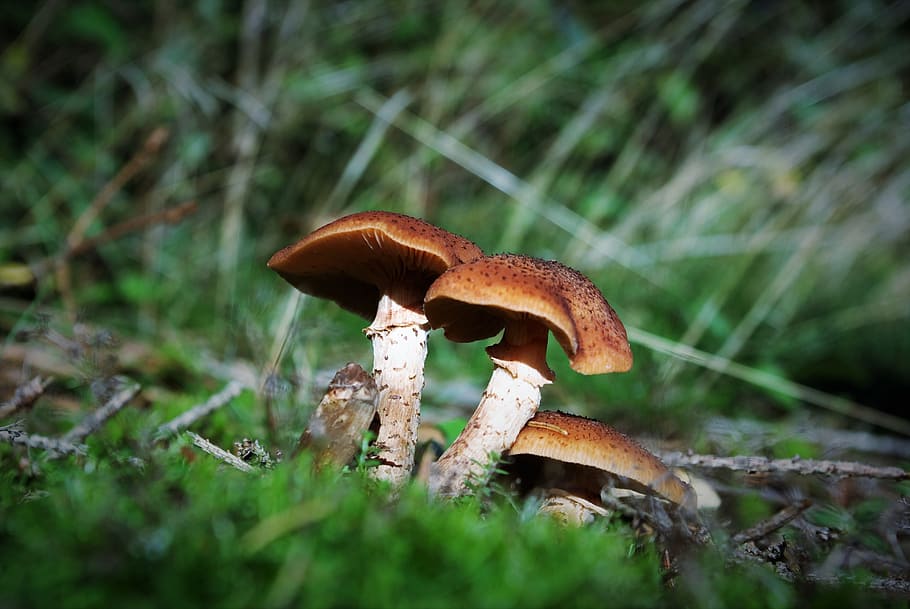 mushrooms, forest, toxic, edible, autumn, nature, macro, mushroom picking, HD wallpaper