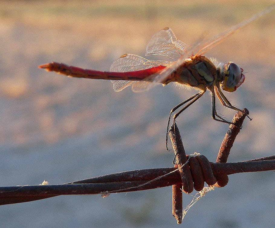 Dragonfly, Insect, Barbed Wire, resting, nature, one animal HD wallpaper