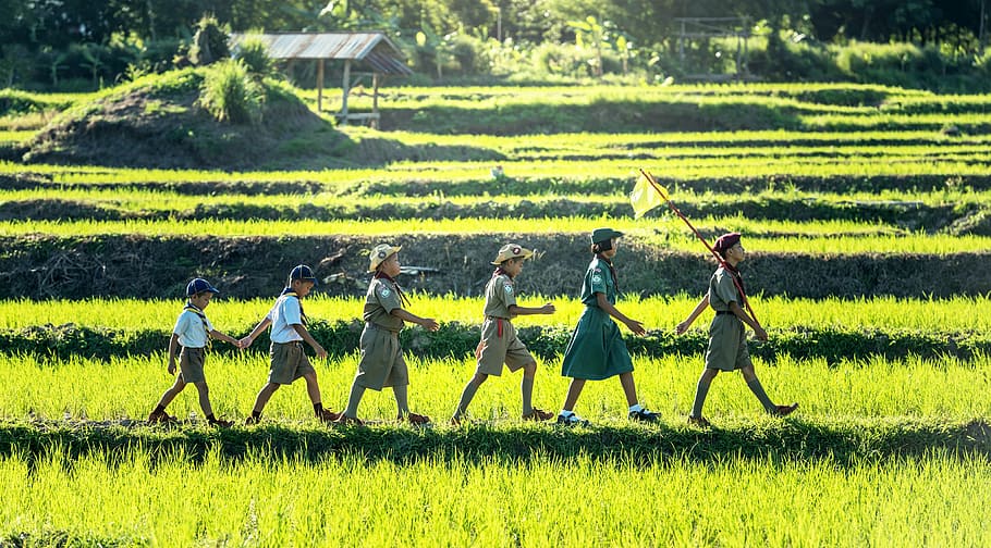 six children scout walking on rice field, boy, scouting, asia