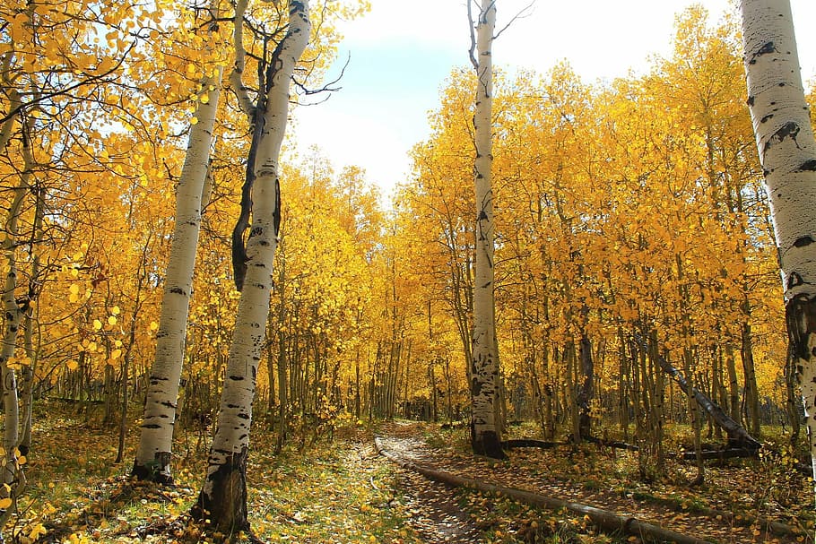 yellow trees, forest, autumn, leaves, branches, foliage, fall HD wallpaper