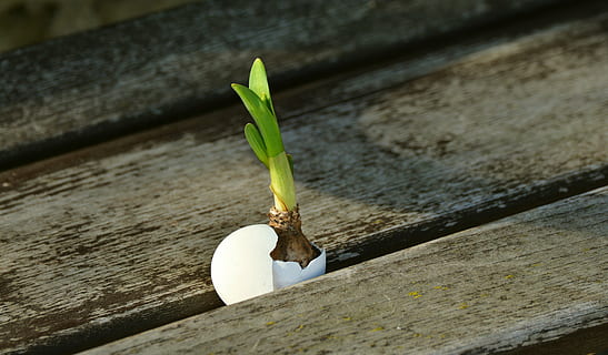 green leaf plant in white egg shell, onion, scion, live new HD wallpaper