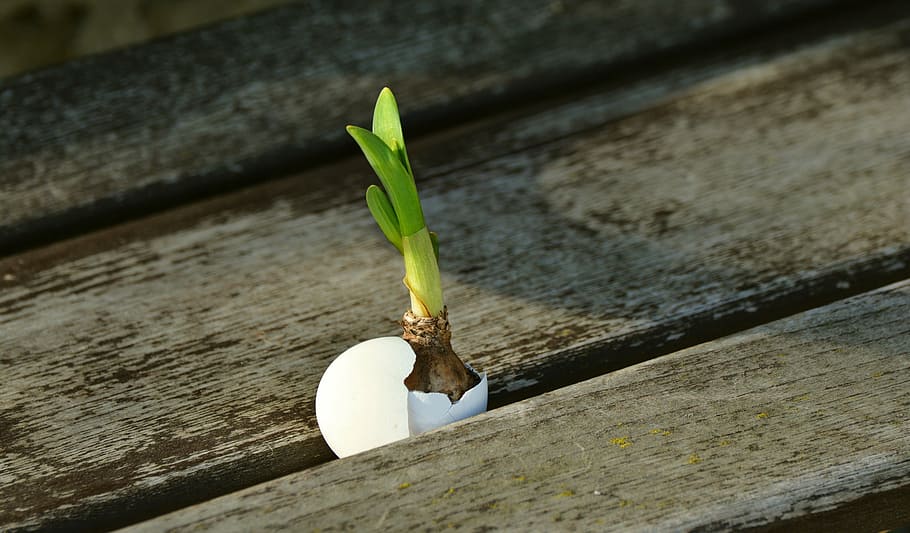green leaf plant in white egg shell, onion, scion, live new HD wallpaper