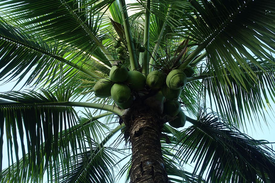 palm, tree, tropical, summer, nature, suriname, palm tree, tropical climate