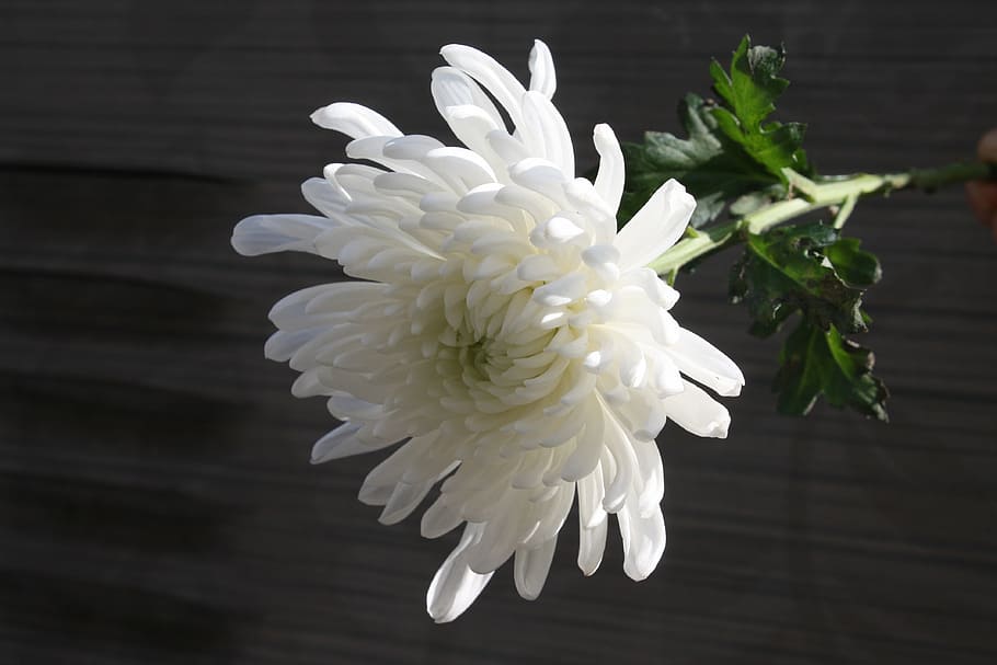 chrysanthemum, mourning, article, grief, white, white color HD wallpaper