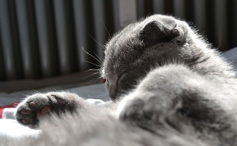 Cat, Kitten, Pet, Cute, Sweet, mieze, adidas, young cat, cat's eyes HD wallpaper