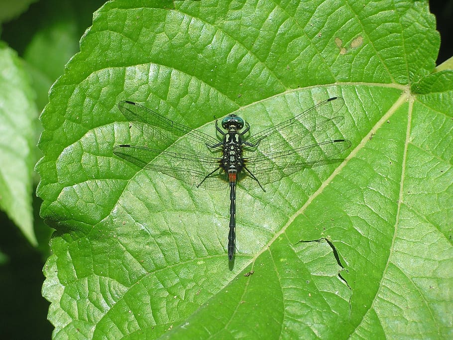 dragonfly, nature, leaf, macro, insect, plant part, green color HD wallpaper