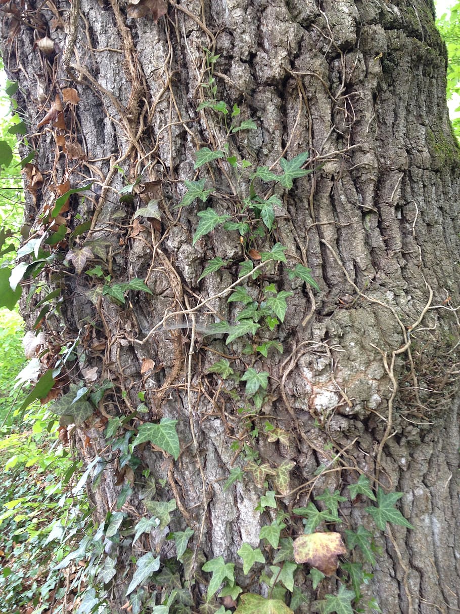 tree, ivy, climber, green, log, bark, nature, tree bark, plant HD wallpaper