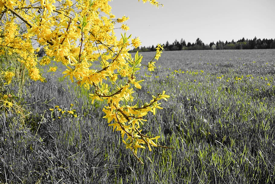Forsythia, Tree, Yellow, Bloom, Nature, meadow, spring, branch HD wallpaper