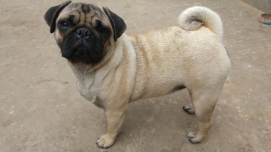 pets, dogs, animals, pug, beautiful dog, breed of dog, purebred Dog HD wallpaper