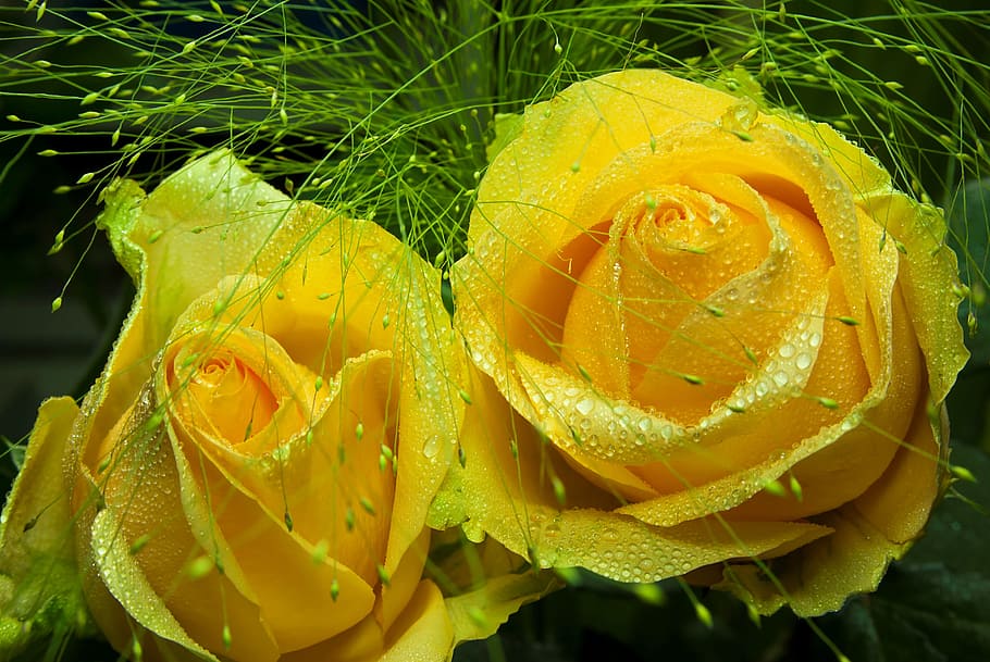 yellow rose flower close-up photography, Macro, Nature, green leaves HD wallpaper