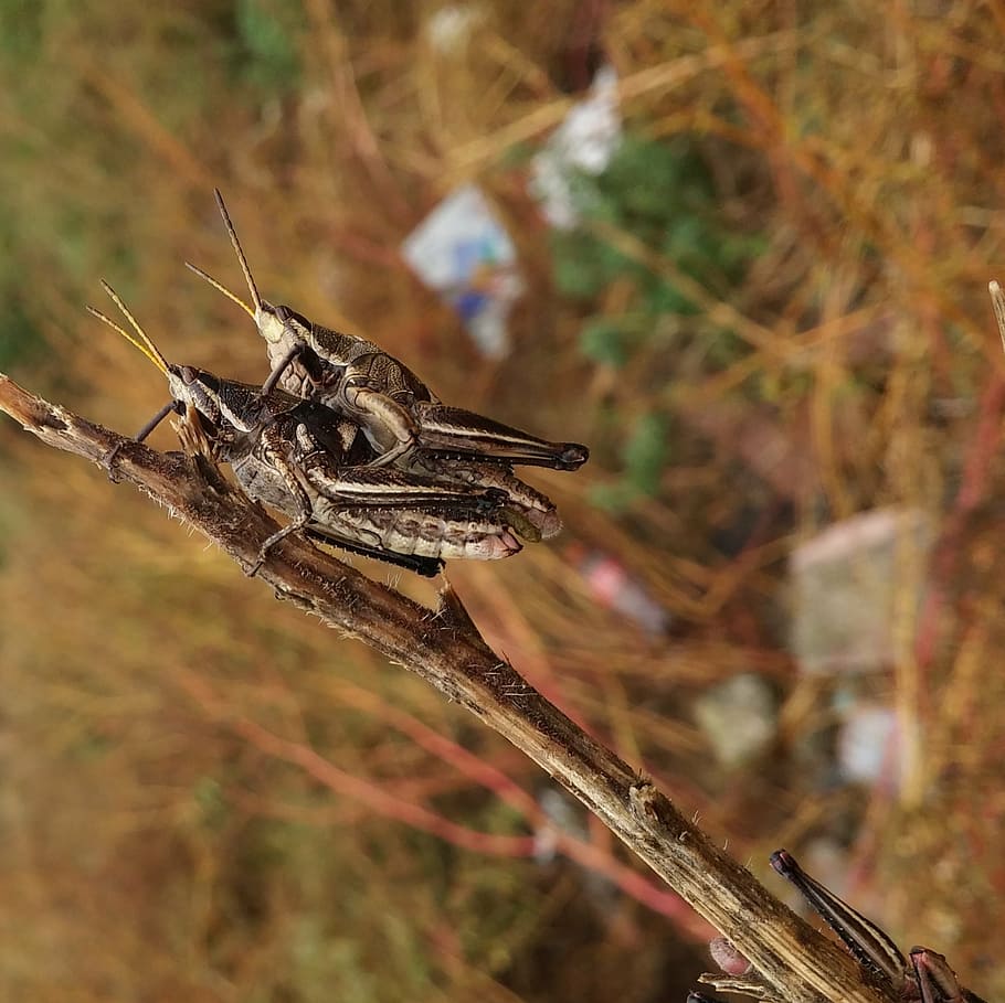 grasshopper, mating, chapulin, love, animal wildlife, animals in the wild HD wallpaper