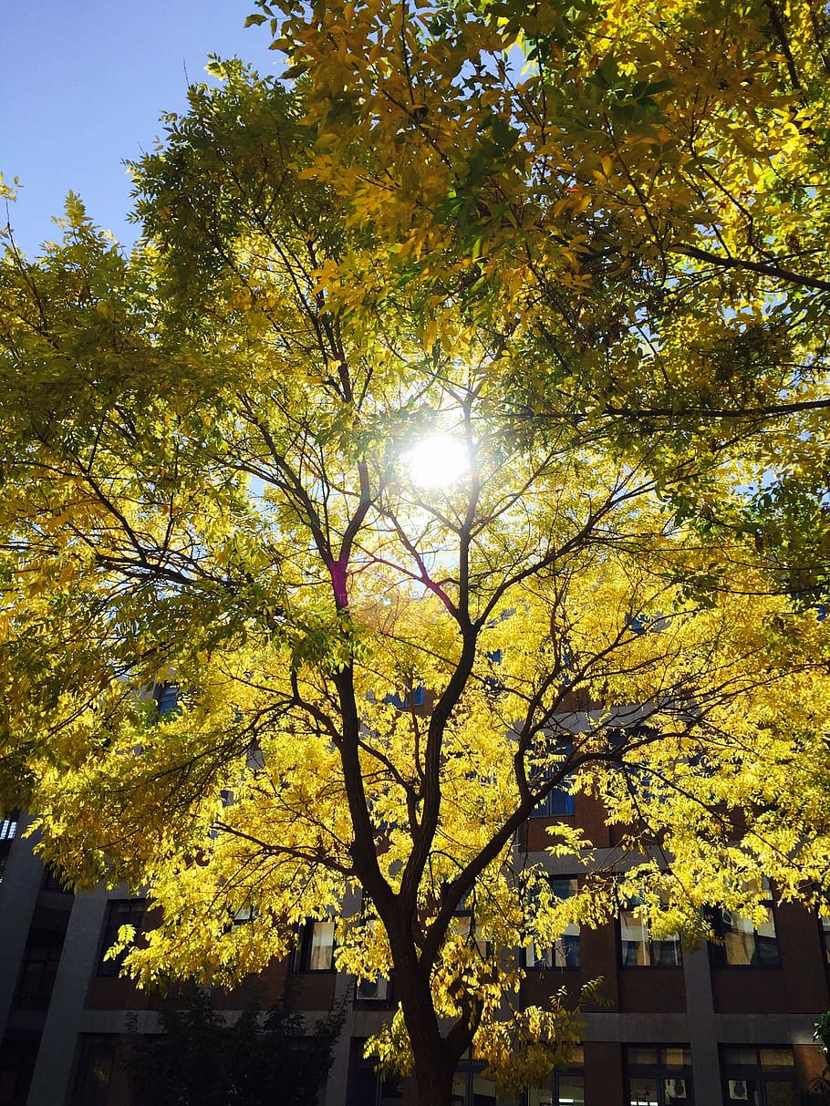 sunshine, tree, yellow, green, campus, nature, autumn, outdoors HD wallpaper