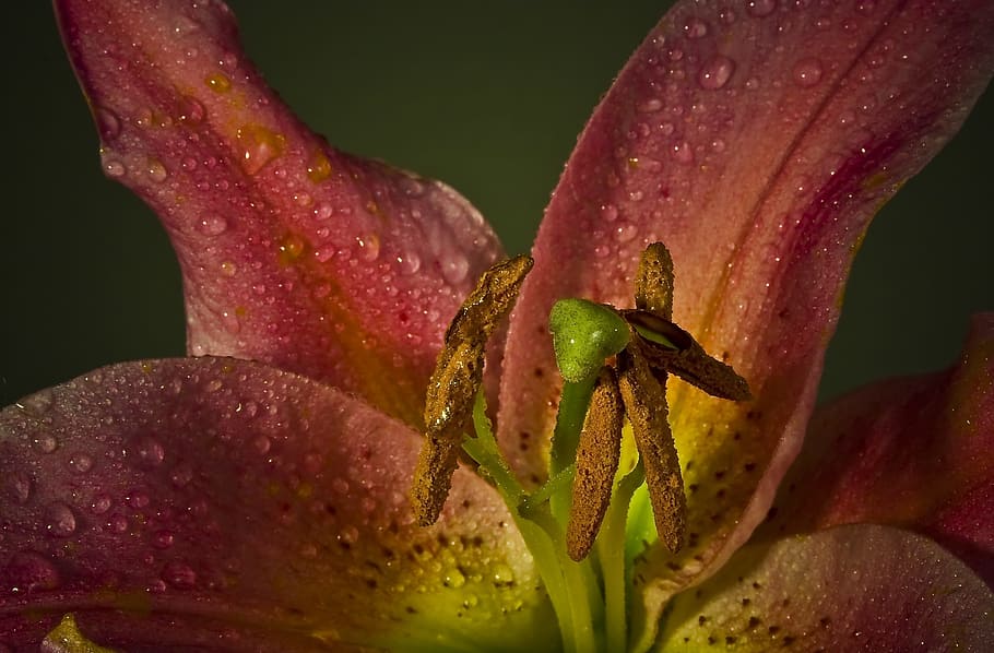 Blossom, Bloom, Macro, Flower, Lily, red, pink, yellow, violet HD wallpaper