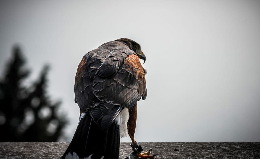 brown and red eagle, focus photo of brown and black eagle, bird HD wallpaper