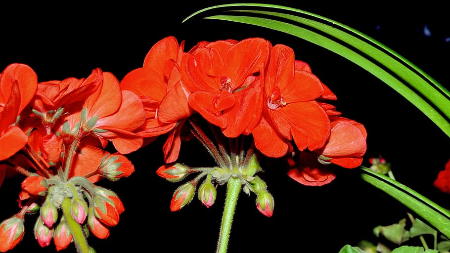 geranium, red, flower, plant, flowering plant, growth, petal HD wallpaper