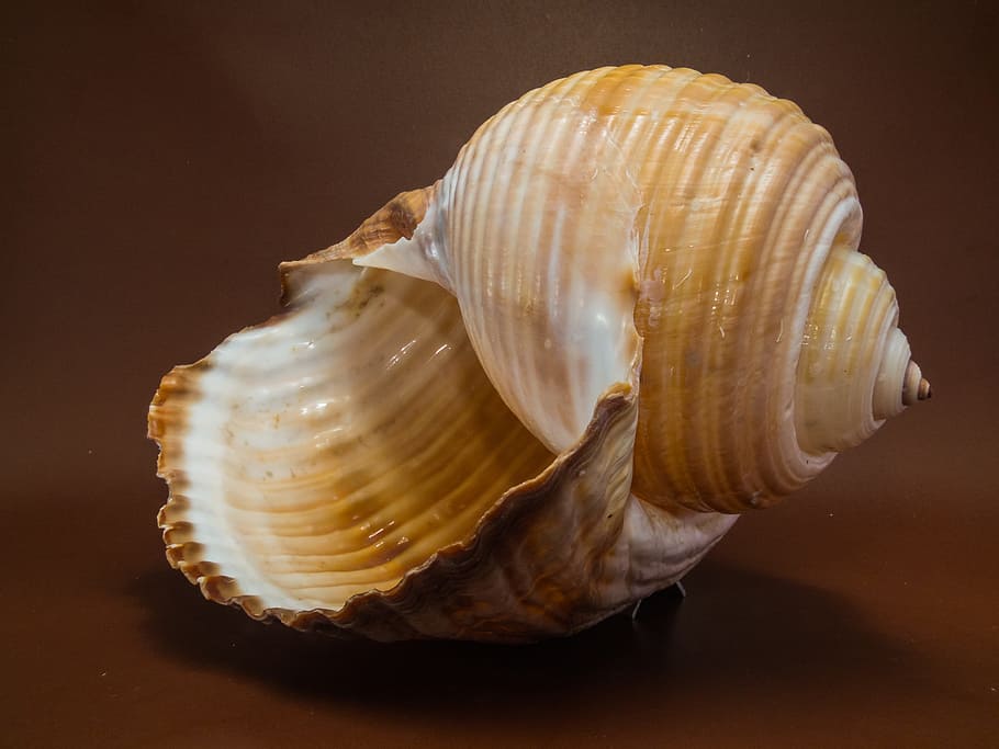 Shell, Snail, Close, animal shell, seashell, close-up, no people HD wallpaper