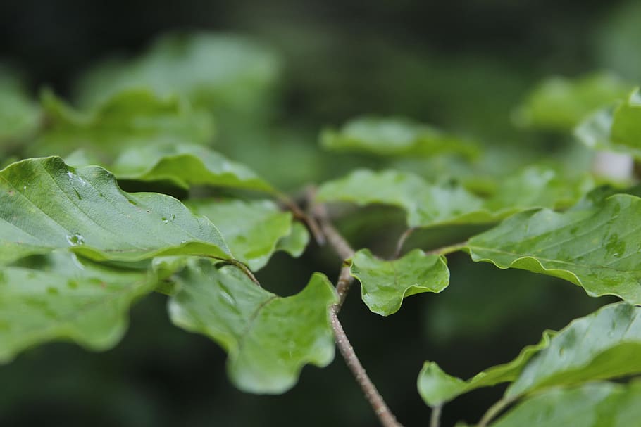 macro photography of green leafed plant, selective photograph green leafed plant HD wallpaper