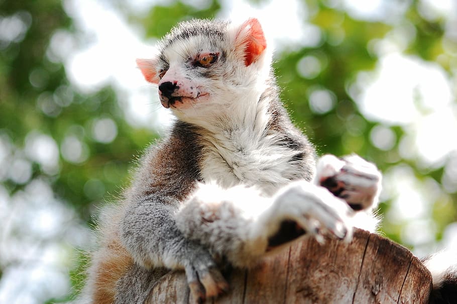lemur, sitting, zoo, clear, zoological garden, animal, lemurs HD wallpaper