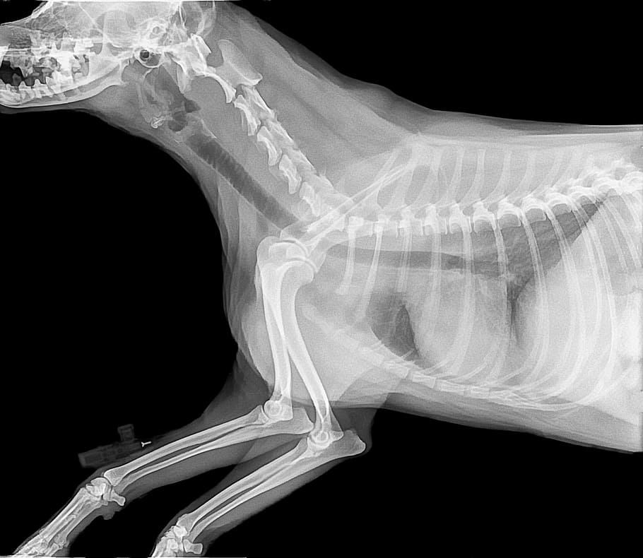 animal X-ray result, radiography, bone, medical, picture, imagery